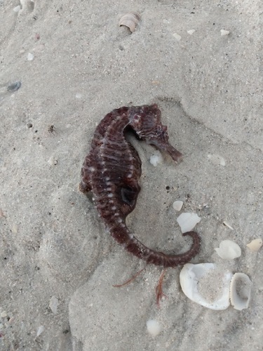Lined seahorse (Hippocampus erectus) — Syngnathidae