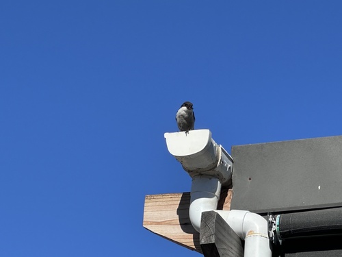 Southern Fiscal (Lanius collaris), photo 7