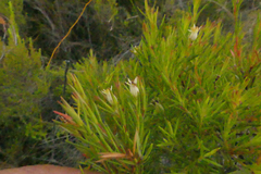 Stylapterus ericifolius