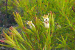 Stylapterus ericifolius