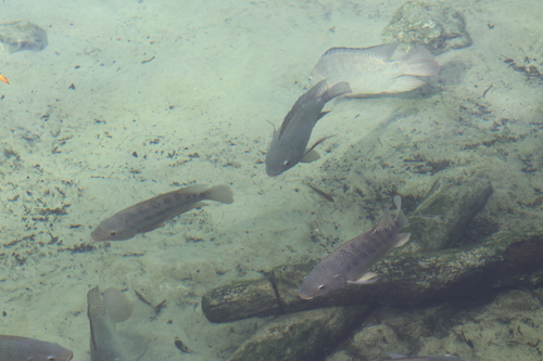 Oreochromis niloticus