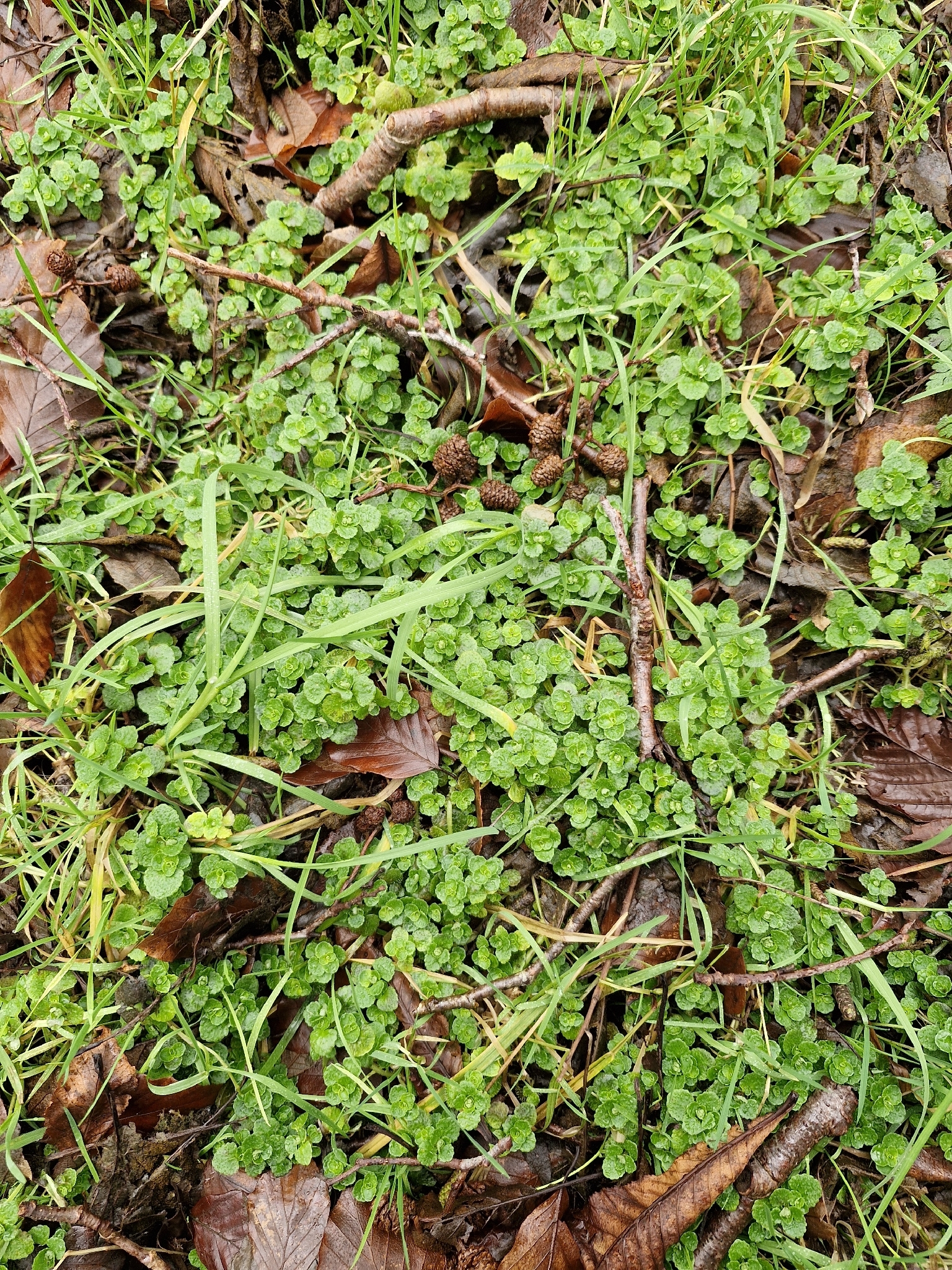 Imagem de Chrysosplenium oppositifolium