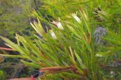 Stylapterus ericifolius