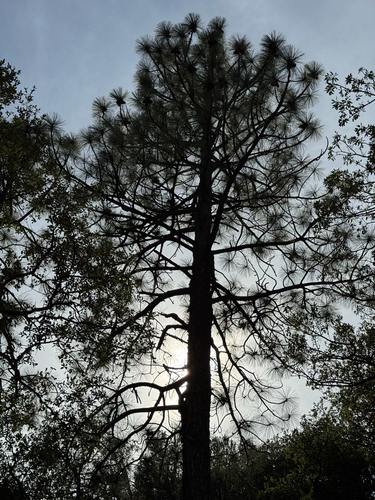 Pinus arizonica, photograph 5