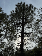 Pinus arizonica, photograph (c) CK2AZ, some rights reserved (CC BY)
