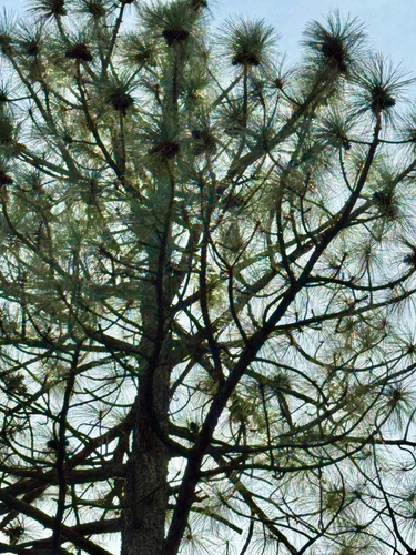 Pinus arizonica, photograph 2