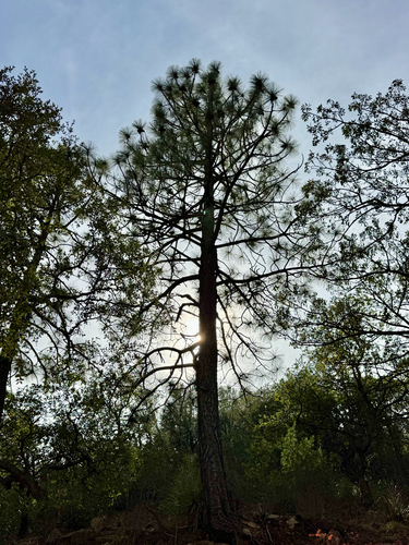 Pinus arizonica, photograph 4