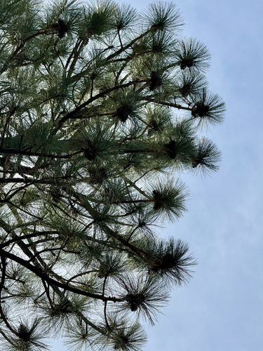 Pinus arizonica, photograph 3