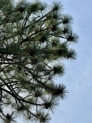 Pinus arizonica, photograph (c) CK2AZ, some rights reserved (CC BY)