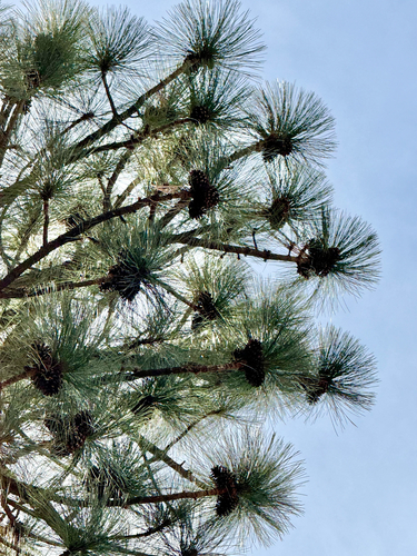 Arizona pine