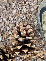 Pinus arizonica, photograph (c) CK2AZ, some rights reserved (CC BY)