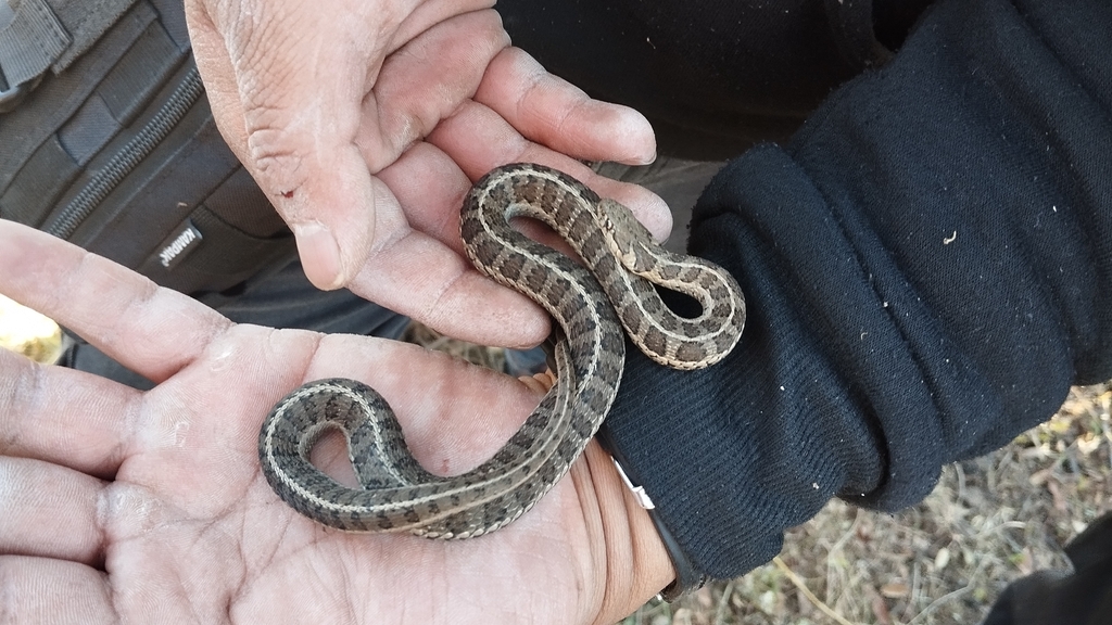 Longtail Alpine Garter Snake from Zacamulpa, Manzana 008, 52050 La ...