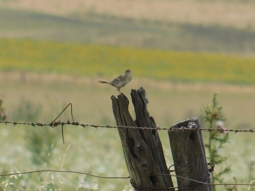 Grassland Sparrow (Ammodramus humeralis), photo 5