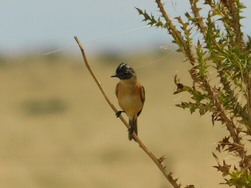 Bearded Tachuri (Polystictus pectoralis)