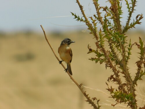 Bearded Tachuri (Polystictus pectoralis), photo 2