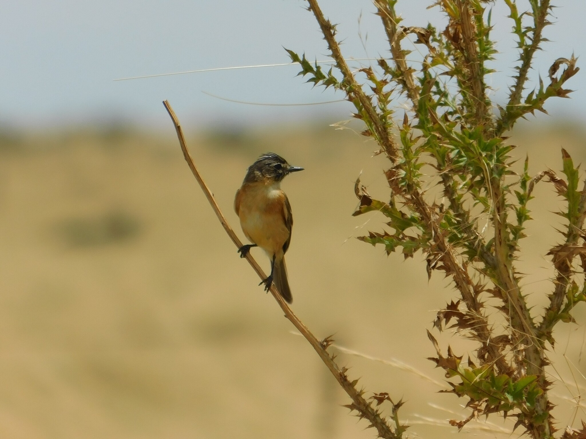 Bearded Tachuri (Polystictus pectoralis), photo 2