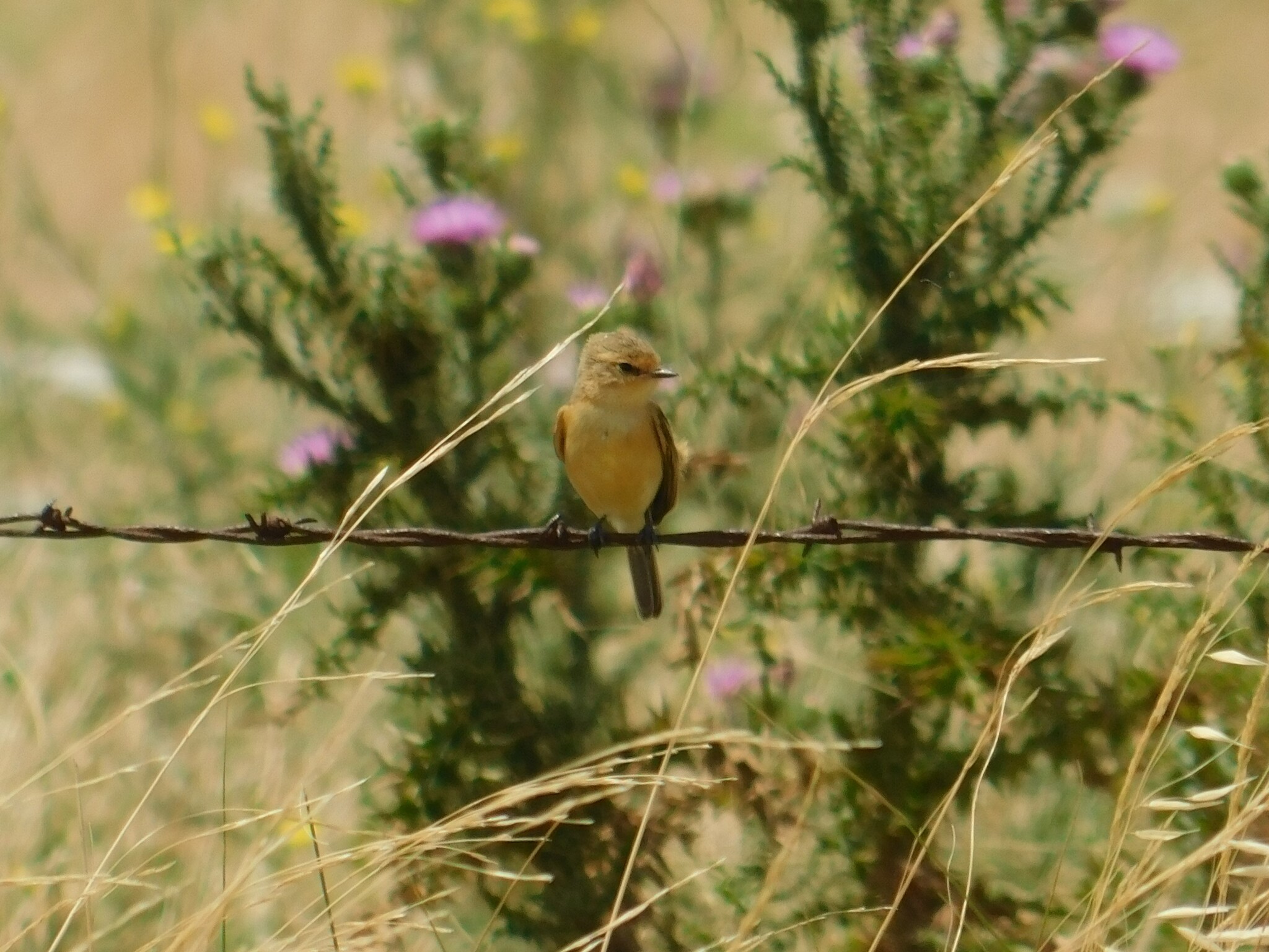 Bearded Tachuri (Polystictus pectoralis), photo 3