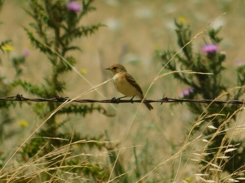Bearded Tachuri (Polystictus pectoralis), photo 8