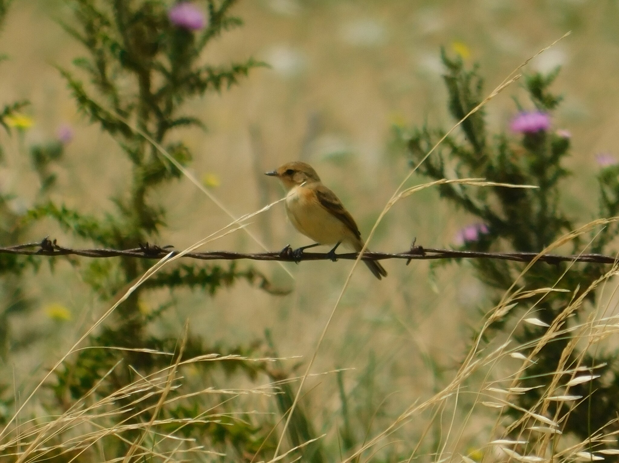 Bearded Tachuri (Polystictus pectoralis), photo 4
