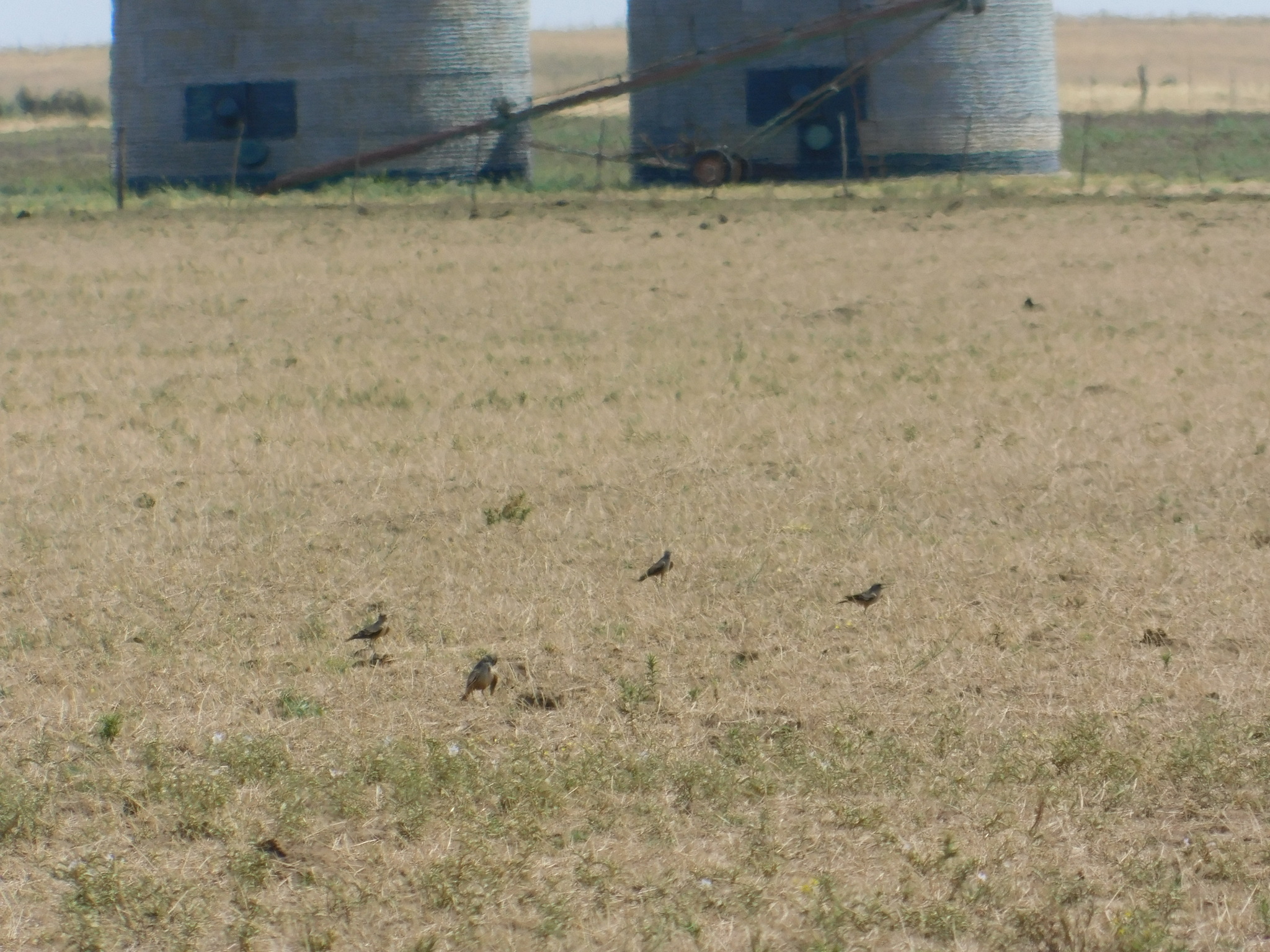 Chocolate-vented Tyrant (Neoxolmis rufiventris), photo 3