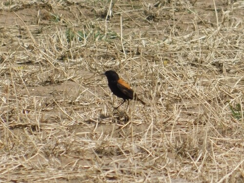 Austral Negrito (Lessonia rufa)