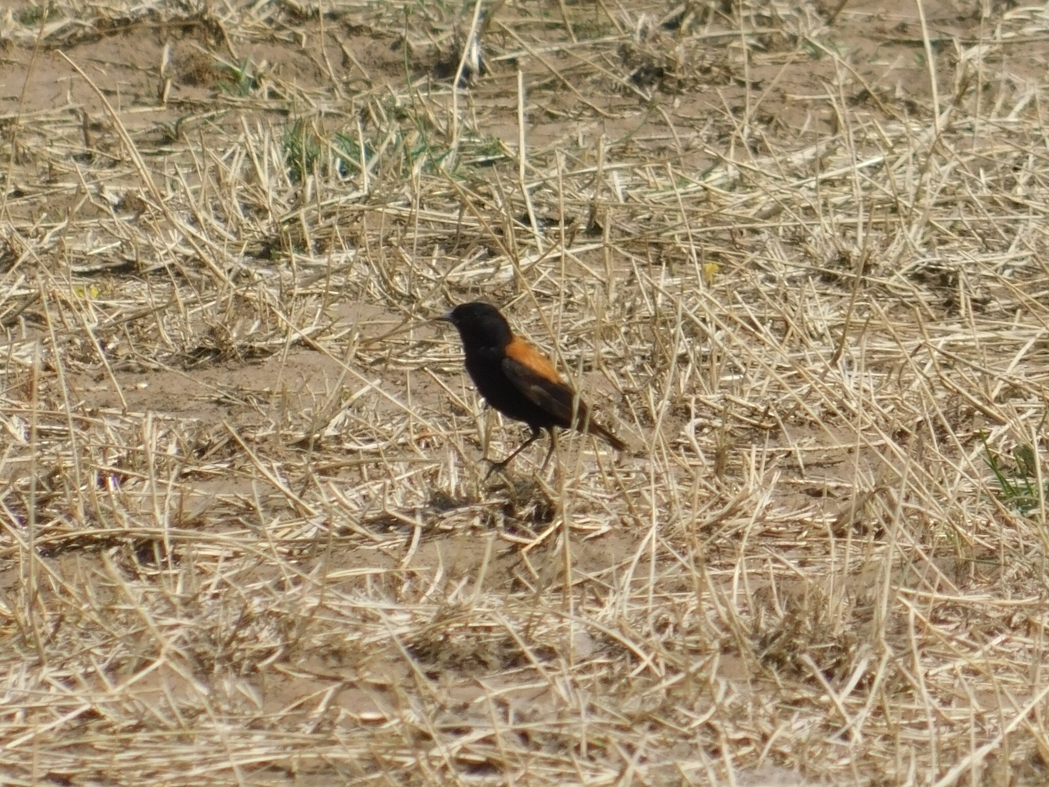 Austral Negrito (Lessonia rufa), photo 1