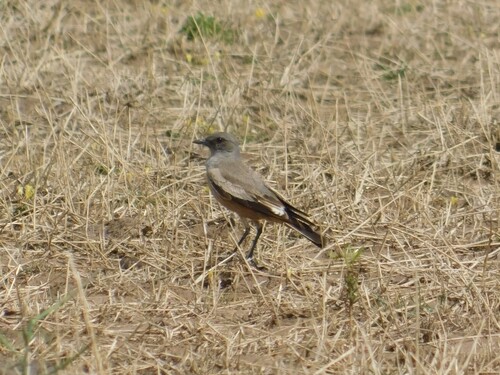 Chocolate-vented Tyrant (Neoxolmis rufiventris)