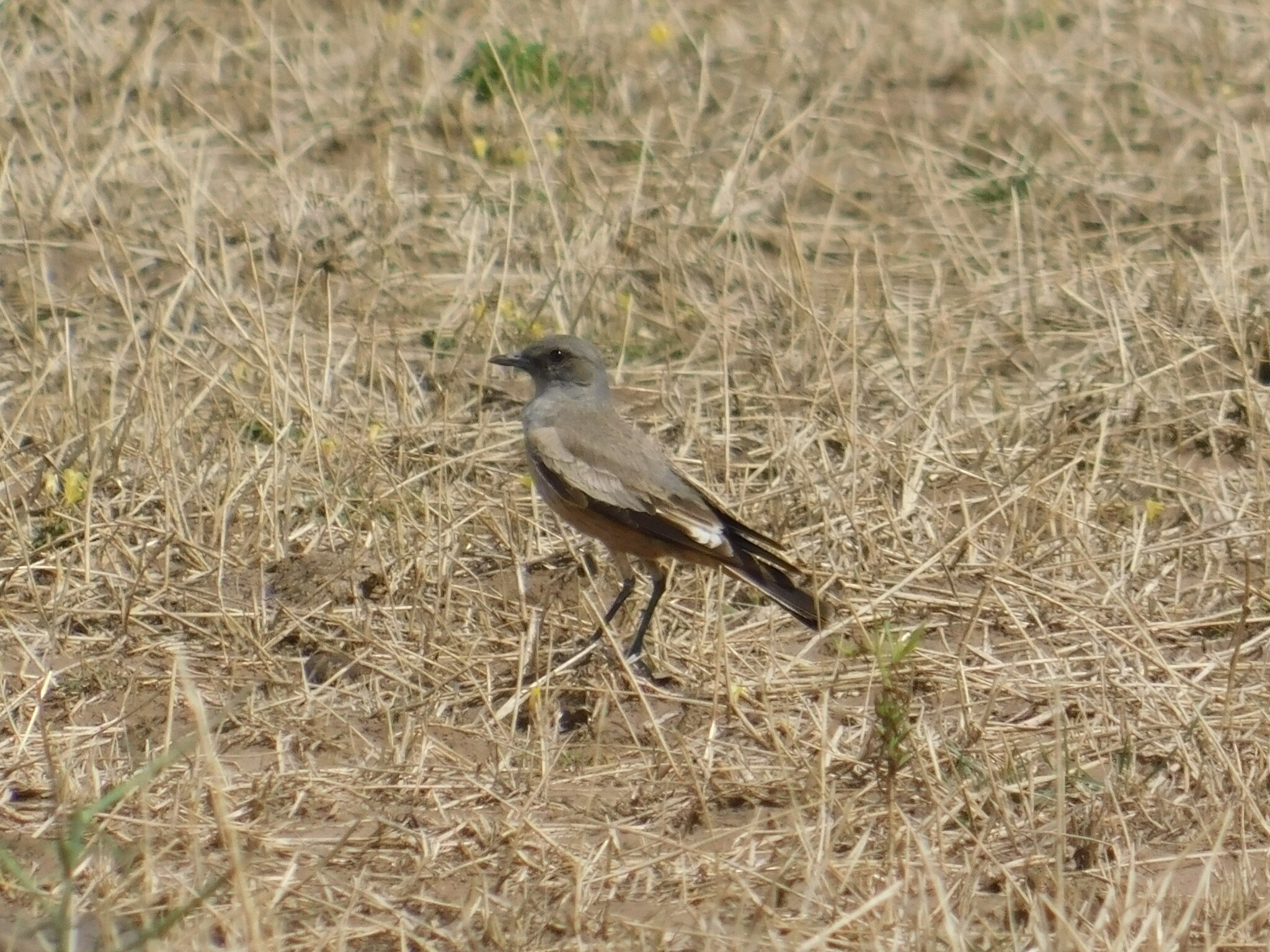 Chocolate-vented Tyrant (Neoxolmis rufiventris), photo 1