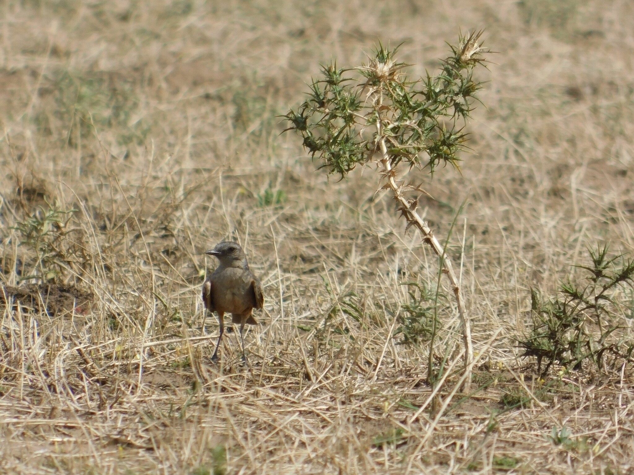 Chocolate-vented Tyrant (Neoxolmis rufiventris), photo 2