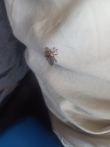 Cattle Louse Fly