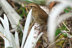 Troglodytes solstitialis