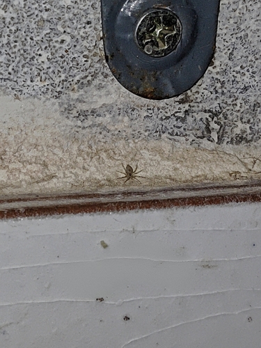Wall Spider
