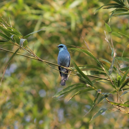 Verditer Flycatcher (Eumyias thalassinus), photo 4