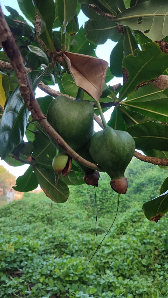 Bàng (quả) vuông – Barringtonia asiatica