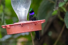 Campylopterus villaviscensio