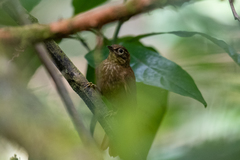 Anabacerthia striaticollis