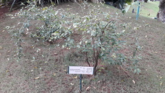 Brunfelsia australis