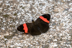 Adelpha lycorias