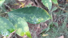Brunfelsia australis