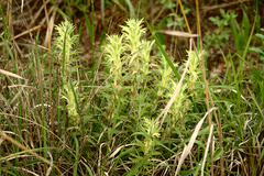 Castilleja sessiliflora