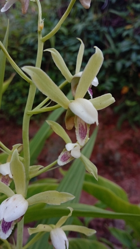 Eulophia image