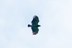 Morphnarchus princeps