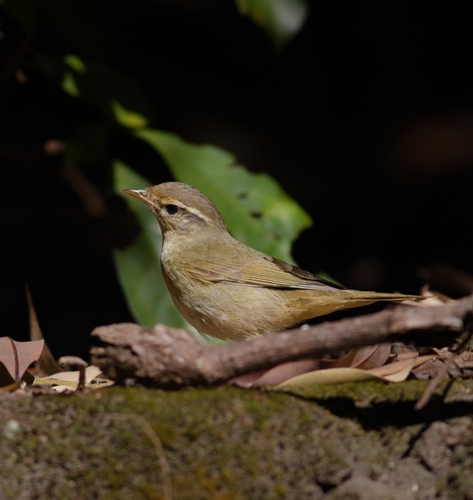 Radde's Warbler (Phylloscopus schwarzi)
