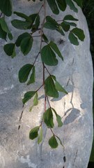 Bauhinia lunarioides