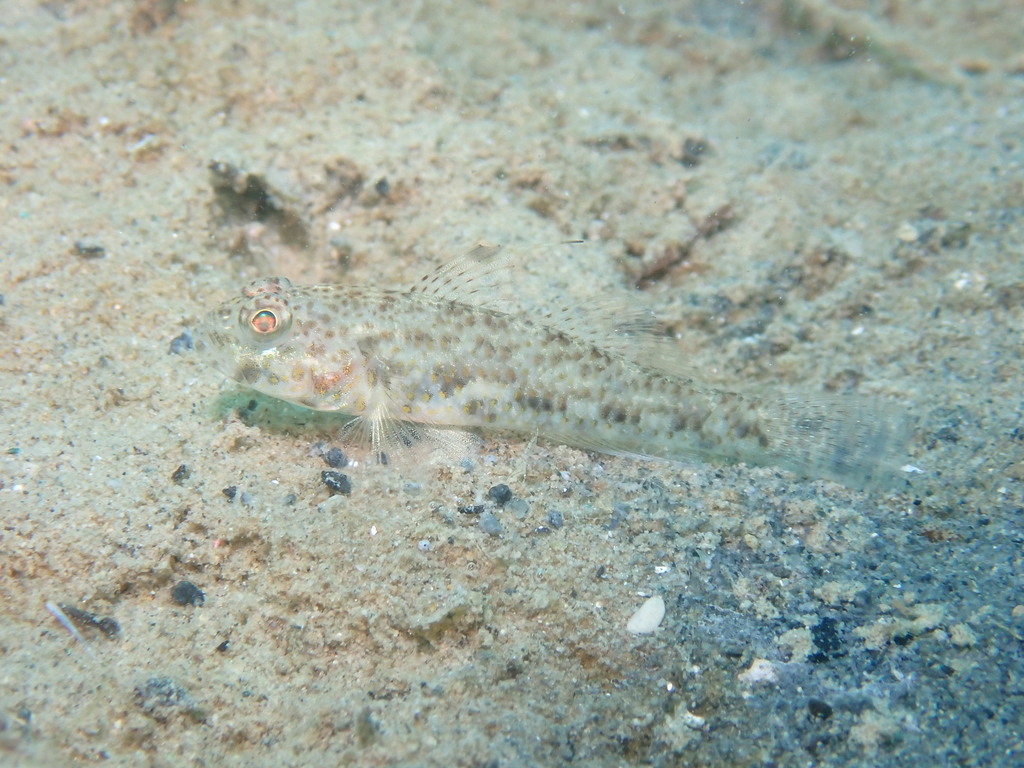 Scaly Cheek-Hook Goby