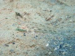 Scaly Cheek-Hook Goby photo 1