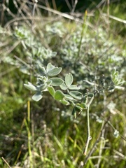 Acmispon argophyllus