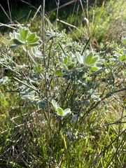 Acmispon argophyllus