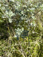 Acmispon argophyllus