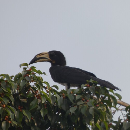 West African Pied Hornbill